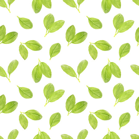 Basil leaf herb seamless patternの写真素材