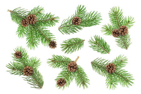 Fir tree branch with pine cones isolated on white backgroundの写真素材