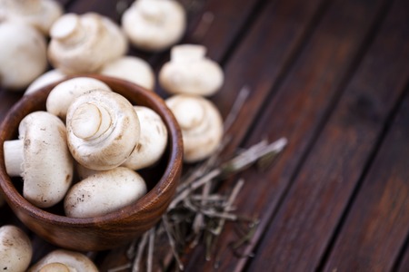 Mushrooms. Copy space.の写真素材