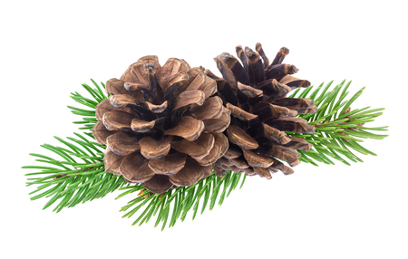 Branch of Christmas tree with pine cones isolated on white backgroundの写真素材