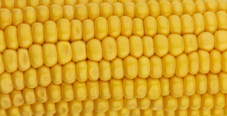 Fresh corn seeds texture, macro, close up of raw yellow corn grains background, patternの写真素材