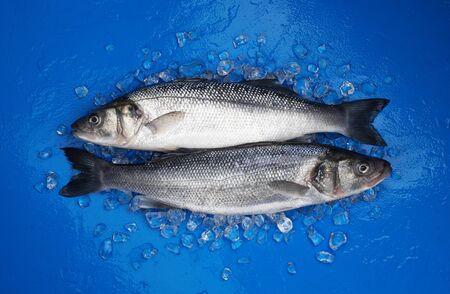 Seabass fish on ice on blue color background, top view