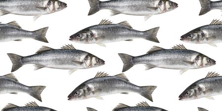 Raw fish seamless pattern, collection of fresh sea bass fish isolated on white background with clipping pathの写真素材