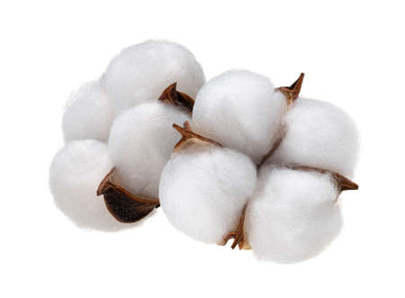 Cotton plant flower isolated on white background