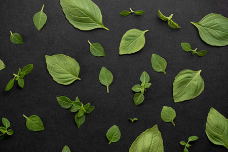 Basil leaves on black background top viewの写真素材