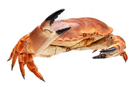 Cooked crab isolated on white background, full depth of fieldの写真素材