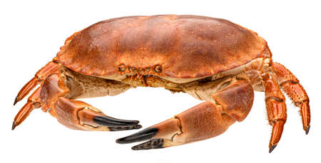 Cooked crab isolated on white backgroundの写真素材