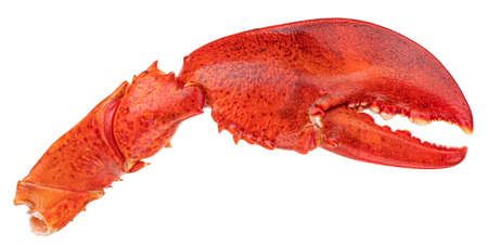 Lobster claw isolated on white backgroundの写真素材