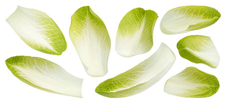 Fresh endive, green chicory salad leaves isolated on white backgroundの写真素材