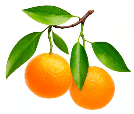 Two mandarins on branch with leaves isolated on white background, AI generatedの素材