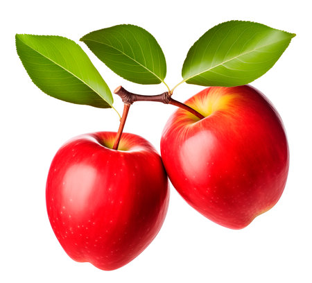 Two red apples on branch isolated on white background with clipping path, AI generatedの素材