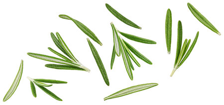 Falling rosemary leaves isolated on white background with clipping pathの写真素材
