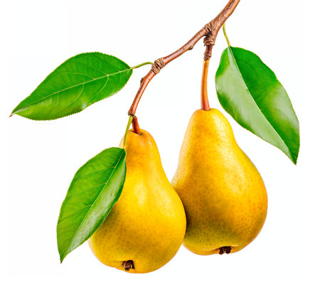 Two pears on branch isolated on white background with clipping path, AI generatedの素材