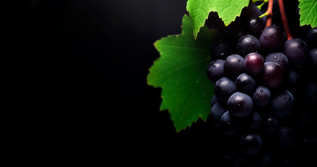 Blue grape bunch close up, black background with copy space, AI generatedの素材