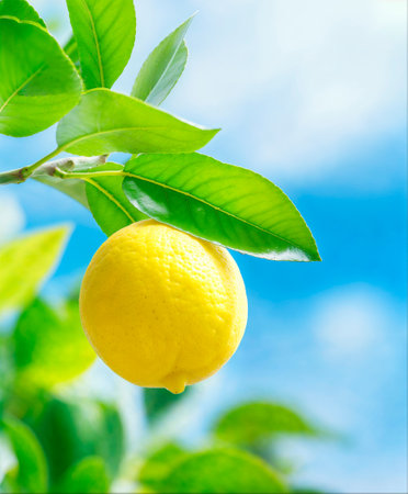 One lemon on branch close-up, blue sky background with copy space, AI generatedの素材