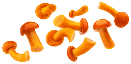 Pickled honey mushrooms isolated on white backgroundsの写真素材