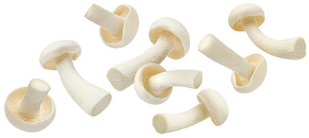 Shimeji mushroom collection, white beech mushrooms isolated on white backgroundの写真素材