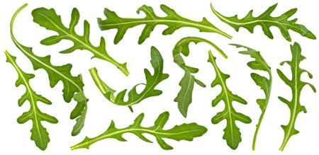 Rucola leaves, falling arugula salad isolated on white backgroundの写真素材
