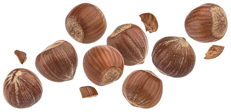 Hazelnuts isolated on white backgroundの写真素材