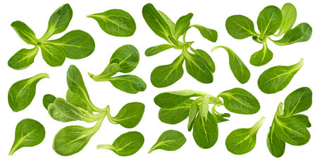 Fresh lamb lettuce, Valerianella locusta, corn salad leaves isolated on white backgroundの写真素材