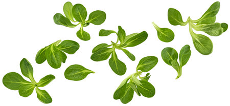 Fresh lamb lettuce, corn salad leaves isolated on white backgroundの写真素材