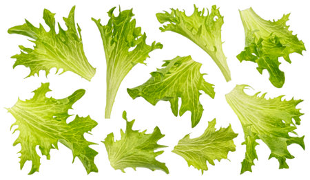 Frieze salad leaves isolated on white backgroundの写真素材