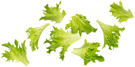 Falling frize salad leaves isolated on white backgroundの写真素材