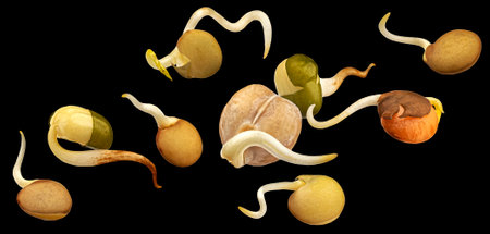 Falling sprouted beans, germinating lentil seeds isolated on black backgroundの写真素材