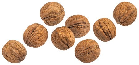 Whole walnuts isolated on white background with clipping path, package design elementの写真素材