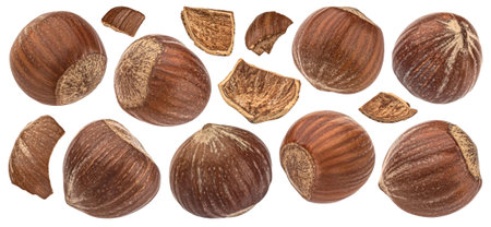 Hazelnuts isolated on white background with clipping path, collectionの写真素材