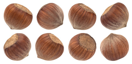 Hazelnut isolated on white background with clipping pathの写真素材