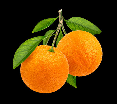 Two orange fruits on branch with leaves on black background, full depth of fieldの写真素材