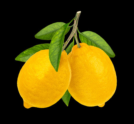 Two lemon fruits on branch with leaves on black background, full depth of fieldの写真素材
