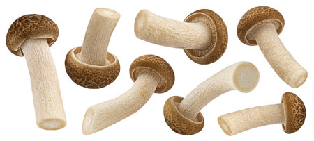 Small Shimeji mushroom collection, brown beech mushrooms isolated on white background with clipping path, full depth of fieldの写真素材