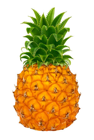 One small ripe yellow pineapple with leaves isolated on white background with clipping pathの写真素材