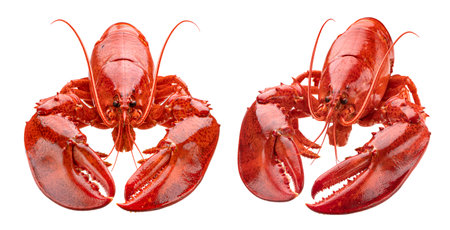 Red lobster isolated on white background with clipping path, package design elementの写真素材