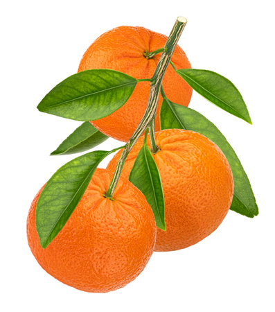 Orange branch isolated on white background with clipping path, full depth of fieldの写真素材