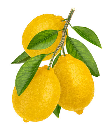 Lemon branch isolated on white background with clipping path, full depth of fieldの写真素材