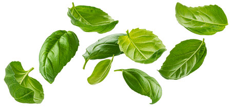 Basil leaves isolated on white background with clipping path, collectionの写真素材