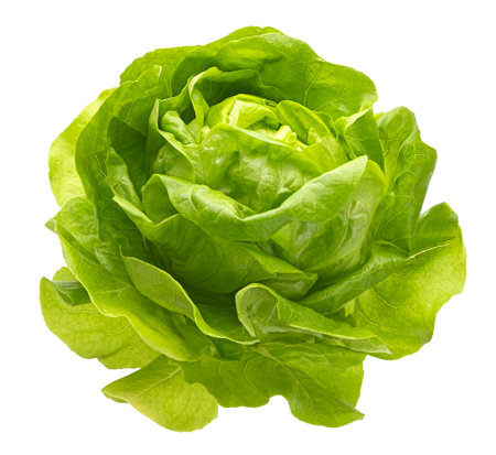 Green butter lettuce isolated on white background with clipping pathの写真素材