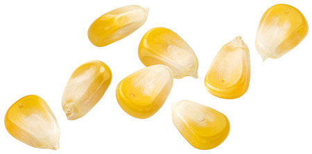 Falling corn kernels isolated on white background with clipping path, full depth of field