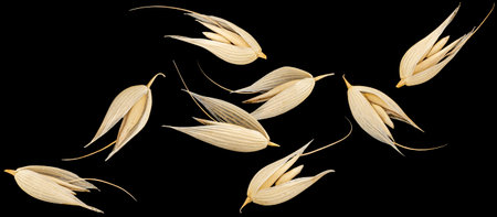 Oat seeds isolated on black background, falling unpeeled oat grains collection, macro, full depth of...