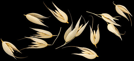 Oat seeds isolated on black background, falling unpeeled oat grains collection, macro, full depth of...