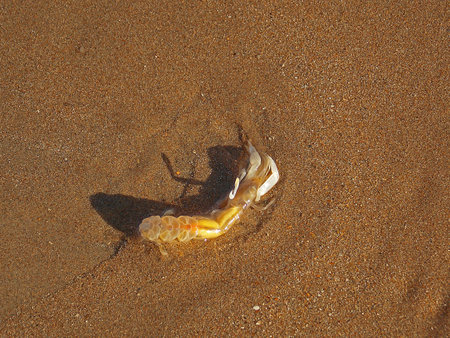 Lobster cubの写真素材