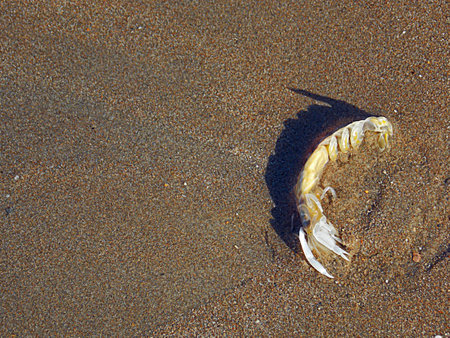 Lobster cubの写真素材