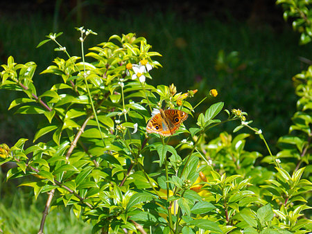 butterflyの写真素材