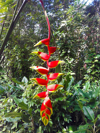 bromeliadsの写真素材