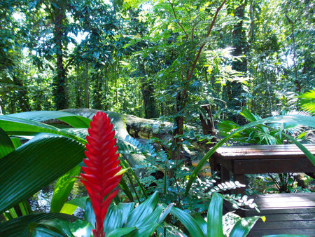 bromeliadの写真素材