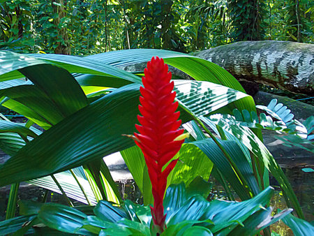 bromeliadの写真素材