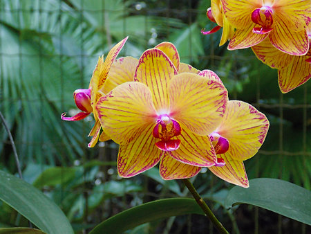 orquideasの写真素材